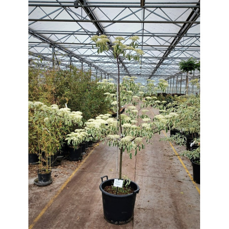CORNUS controversa VARIEGATA (Cornouiller des pagodes panaché)