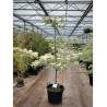 CORNUS controversa VARIEGATA En pot de 50-70 litres forme buisson hauteur 150-175 cm