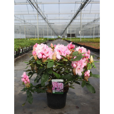 RHODODENDRON hybride ALBERT SCHWEITZER (Rhododendron) En pot de 7-10 litres forme buisson