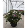 RHODODENDRON hybride ALBERT SCHWEITZER (Rhododendron) En pot de 15-20 litres forme buisson