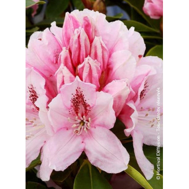 RHODODENDRON hybride ALBERT SCHWEITZER (Rhododendron)