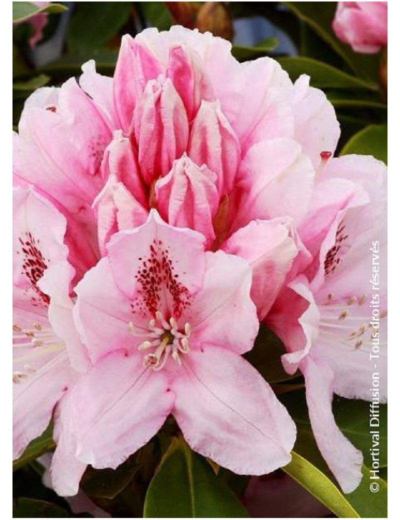 RHODODENDRON hybride ALBERT SCHWEITZER (Rhododendron)