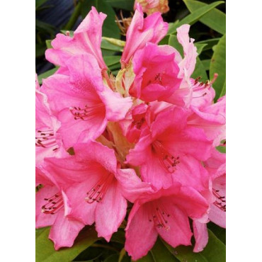 RHODODENDRON hybride ANNA ROSE WHITNEY (Rhododendron)