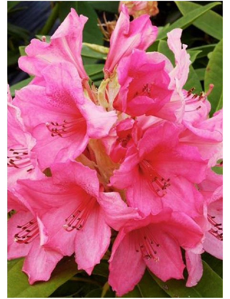 RHODODENDRON hybride ANNA ROSE WHITNEY (Rhododendron)