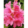 RHODODENDRON hybride ANNA ROSE WHITNEY (Rhododendron)