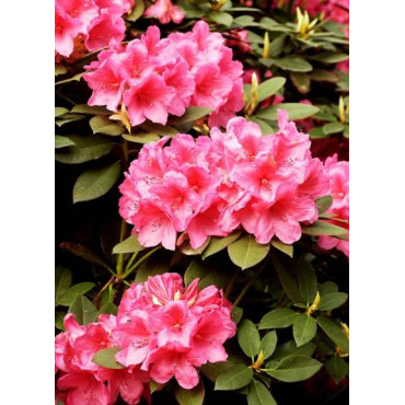 RHODODENDRON hybride ANNA ROSE WHITNEY (Rhododendron)