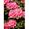 RHODODENDRON hybride ANNA ROSE WHITNEY (Rhododendron)
