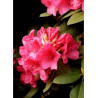 RHODODENDRON hybride ANNA ROSE WHITNEY (Rhododendron)