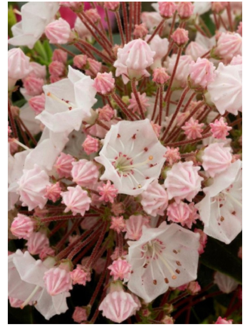 KALMIA latifolia (Laurier des montagnes)