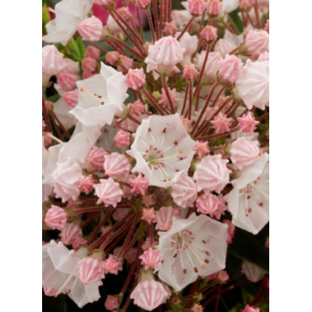 KALMIA latifolia (Laurier des montagnes)