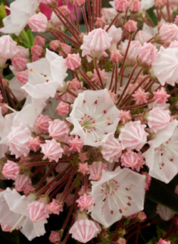 KALMIA latifolia