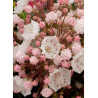 KALMIA latifolia (Laurier des montagnes)