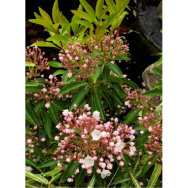 KALMIA latifolia (Laurier des montagnes)