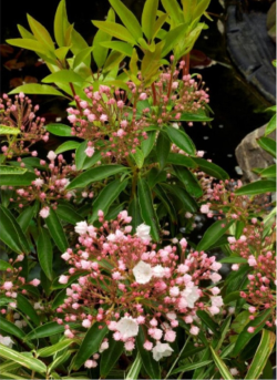 KALMIA latifolia