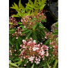 KALMIA latifolia (Laurier des montagnes)