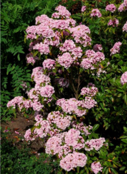 KALMIA latifolia