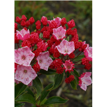 KALMIA latifolia OSTBO RED (Laurier des montagnes)