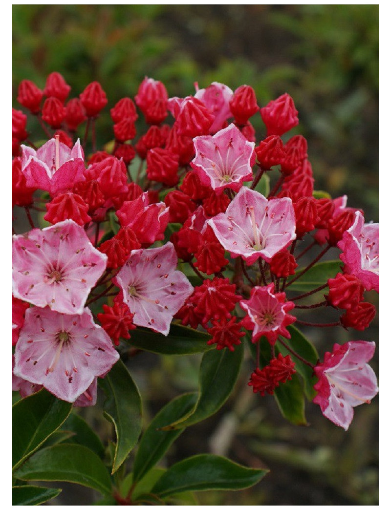 KALMIA latifolia OSTBO RED (Laurier des montagnes)