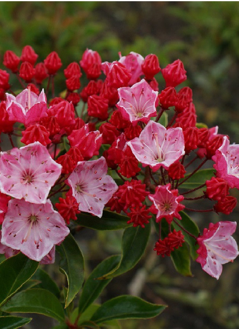 KALMIA latifolia OSTBO RED