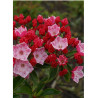 KALMIA latifolia OSTBO RED (Laurier des montagnes)