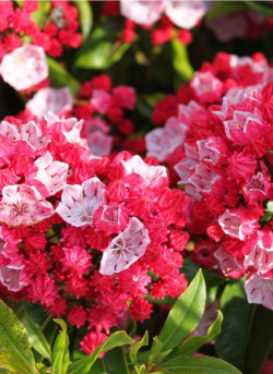 KALMIA latifolia OSTBO RED
