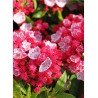 KALMIA latifolia OSTBO RED (Laurier des montagnes)