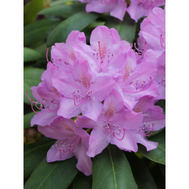 RHODODENDRON hybride CATAWBIENSE GRANDIFLORUM (Rhododendron)