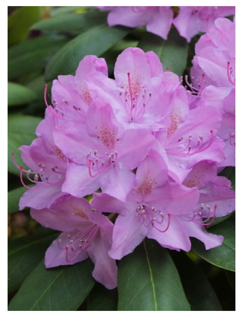 RHODODENDRON hybride CATAWBIENSE GRANDIFLORUM (Rhododendron)