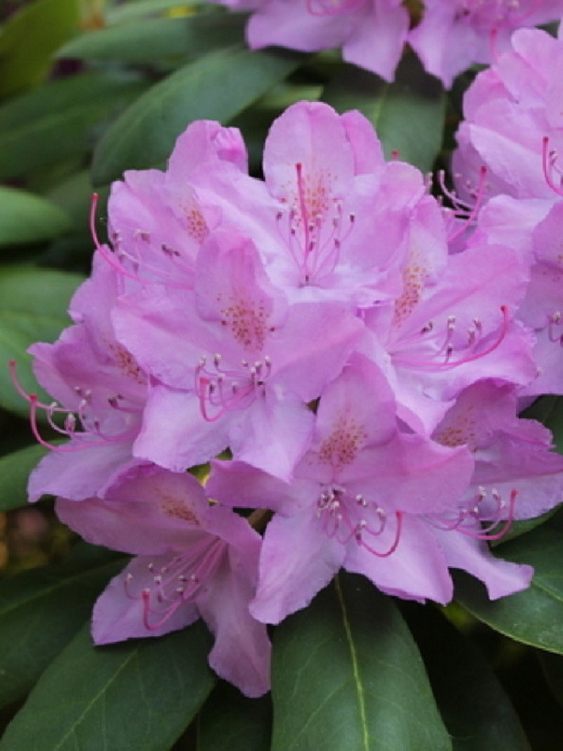 RHODODENDRON CATAWBIENSE GRANDIFLORUM
