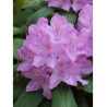 RHODODENDRON hybride CATAWBIENSE GRANDIFLORUM (Rhododendron)