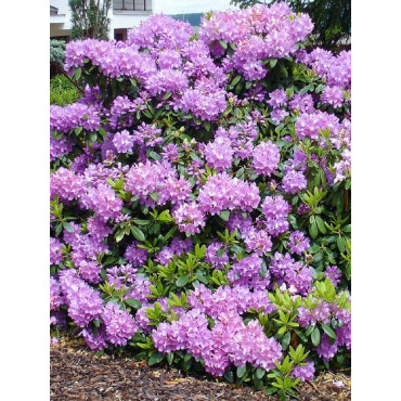 RHODODENDRON hybride CATAWBIENSE GRANDIFLORUM (Rhododendron)