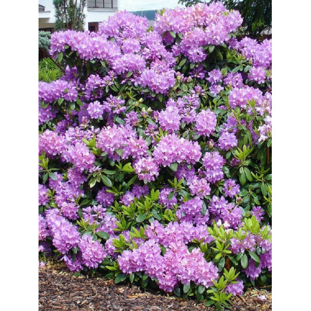 RHODODENDRON hybride CATAWBIENSE GRANDIFLORUM (Rhododendron)