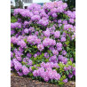 RHODODENDRON hybride CATAWBIENSE GRANDIFLORUM (Rhododendron)