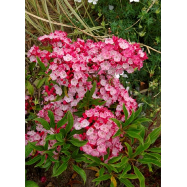 KALMIA latifolia OSTBO RED (Laurier des montagnes)