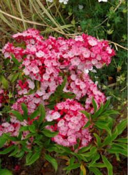 KALMIA latifolia OSTBO RED