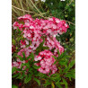 KALMIA latifolia OSTBO RED (Laurier des montagnes)