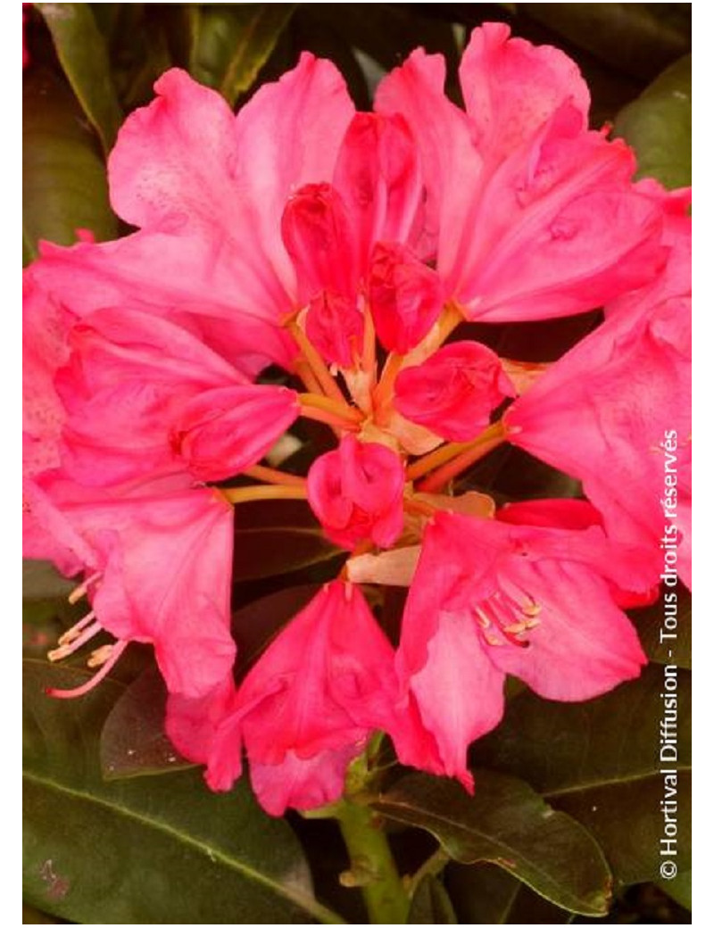 RHODODENDRON hybride CONSTANZE (Rhododendron)