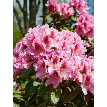 RHODODENDRON hybride COSMOPOLITAN (Rhododendron)