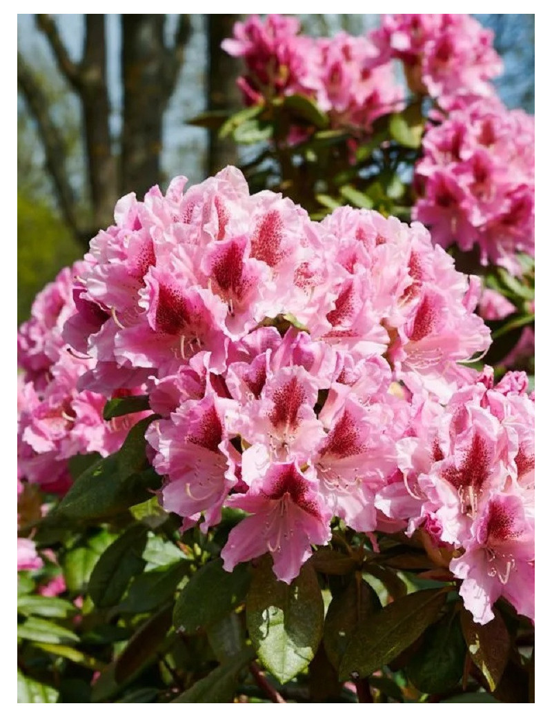 RHODODENDRON hybride COSMOPOLITAN (Rhododendron)