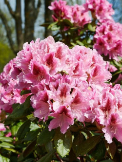 RHODODENDRON COSMOPOLITAN