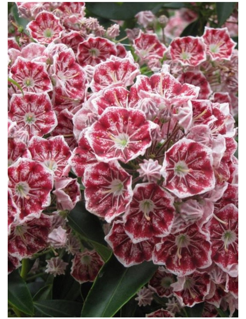 KALMIA latifolia PINWHEEL (Laurier des montagnes)