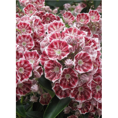 KALMIA latifolia PINWHEEL (Laurier des montagnes)