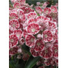 KALMIA latifolia PINWHEEL (Laurier des montagnes)