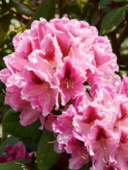 RHODODENDRON COSMOPOLITAN