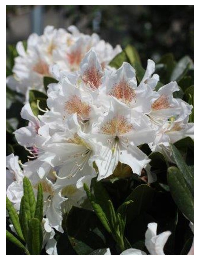 RHODODENDRON hybride CUNNINGHAM'S WHITE (Rhododendron)
