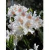 RHODODENDRON hybride CUNNINGHAM'S WHITE (Rhododendron)