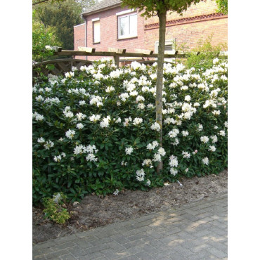 RHODODENDRON hybride CUNNINGHAM'S WHITE (Rhododendron)