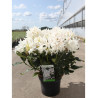 RHODODENDRON hybride CUNNINGHAM'S WHITE (Rhododendron) En pot de 10-12 litres forme buisson