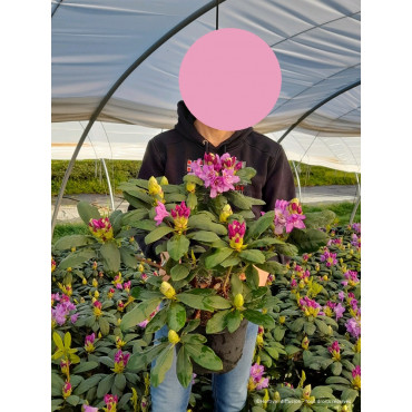 RHODODENDRON hybride FASTUOSUM PLENUM (Rhododendron) En pot de 7-10 litres forme buisson