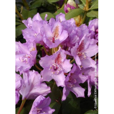 RHODODENDRON hybride FASTUOSUM PLENUM (Rhododendron)